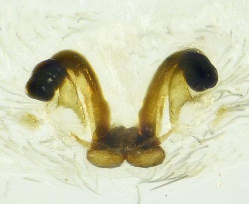 Dictyna uncinata